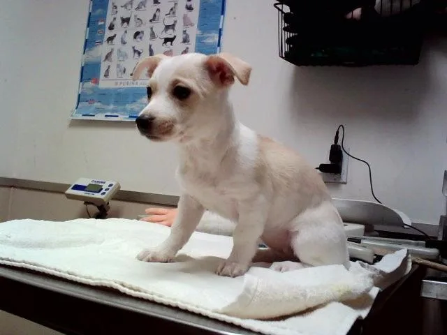 A baby small-sized female Terrier dog named Wafer for adoption in Martinez, CA