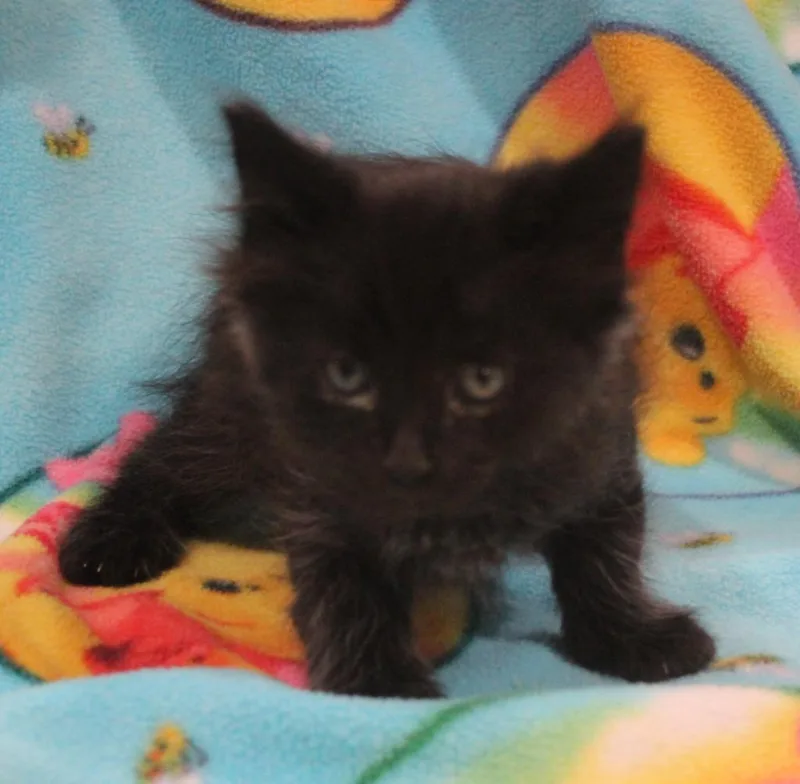 A baby medium-sized male Domestic Short Hair cat named Condor for adoption in Vacaville, CA