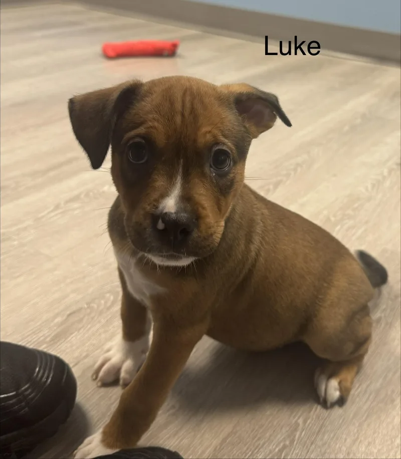 Luke