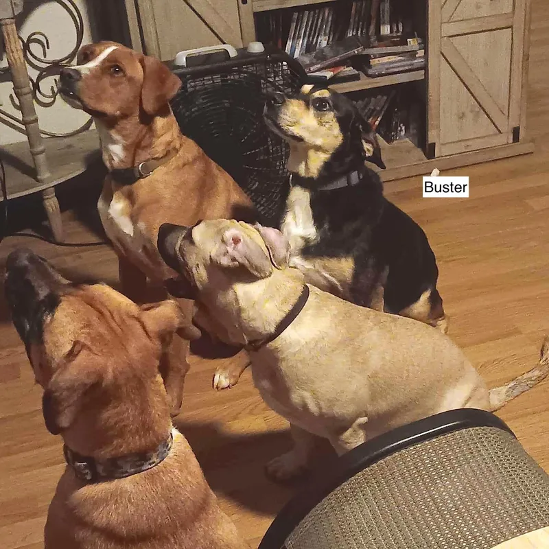 Buster Boo thumbnail 2