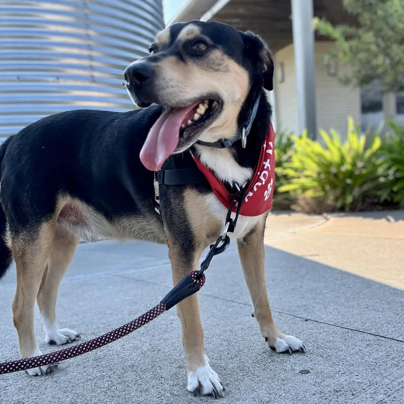 Buster Boo thumbnail 5