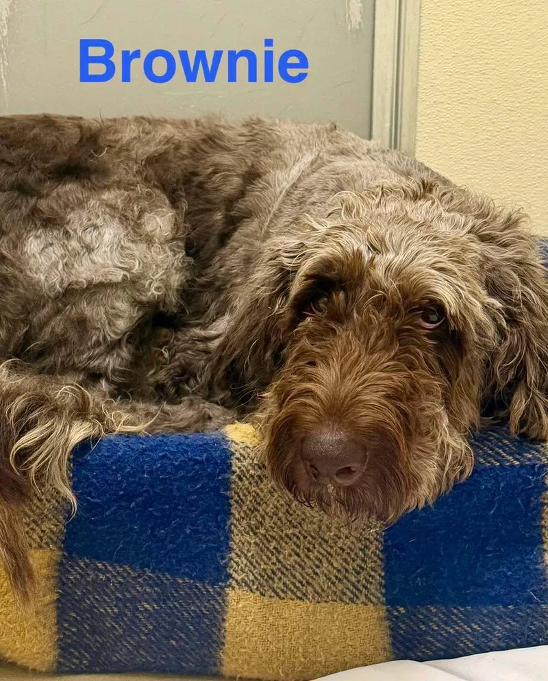 An adult large-sized male Brown / Chocolate Goldendoodle dog named Brownie for adoption in Pawleys Island, SC