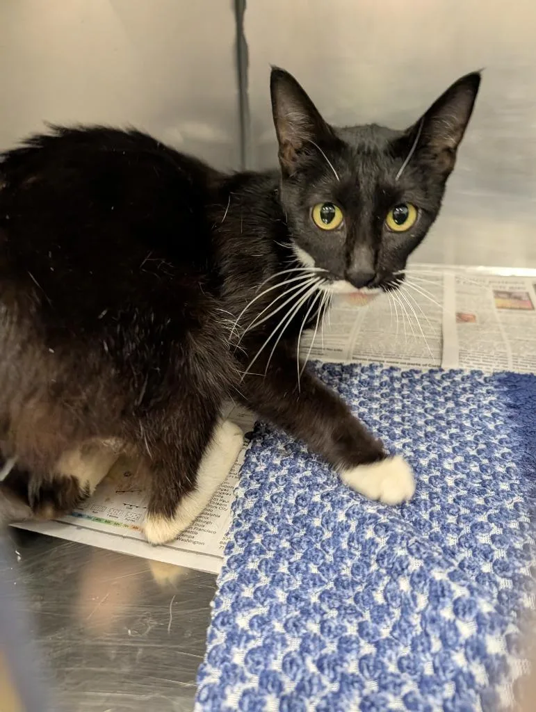 A young small-sized female Domestic Short Hair cat named Telly for adoption in Angola, IN