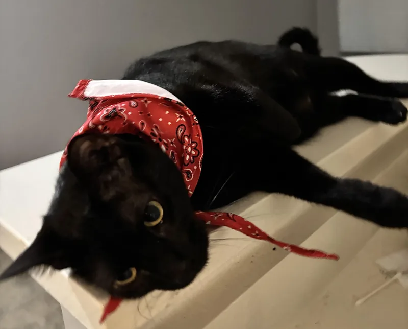 Blackjack thumbnail 2