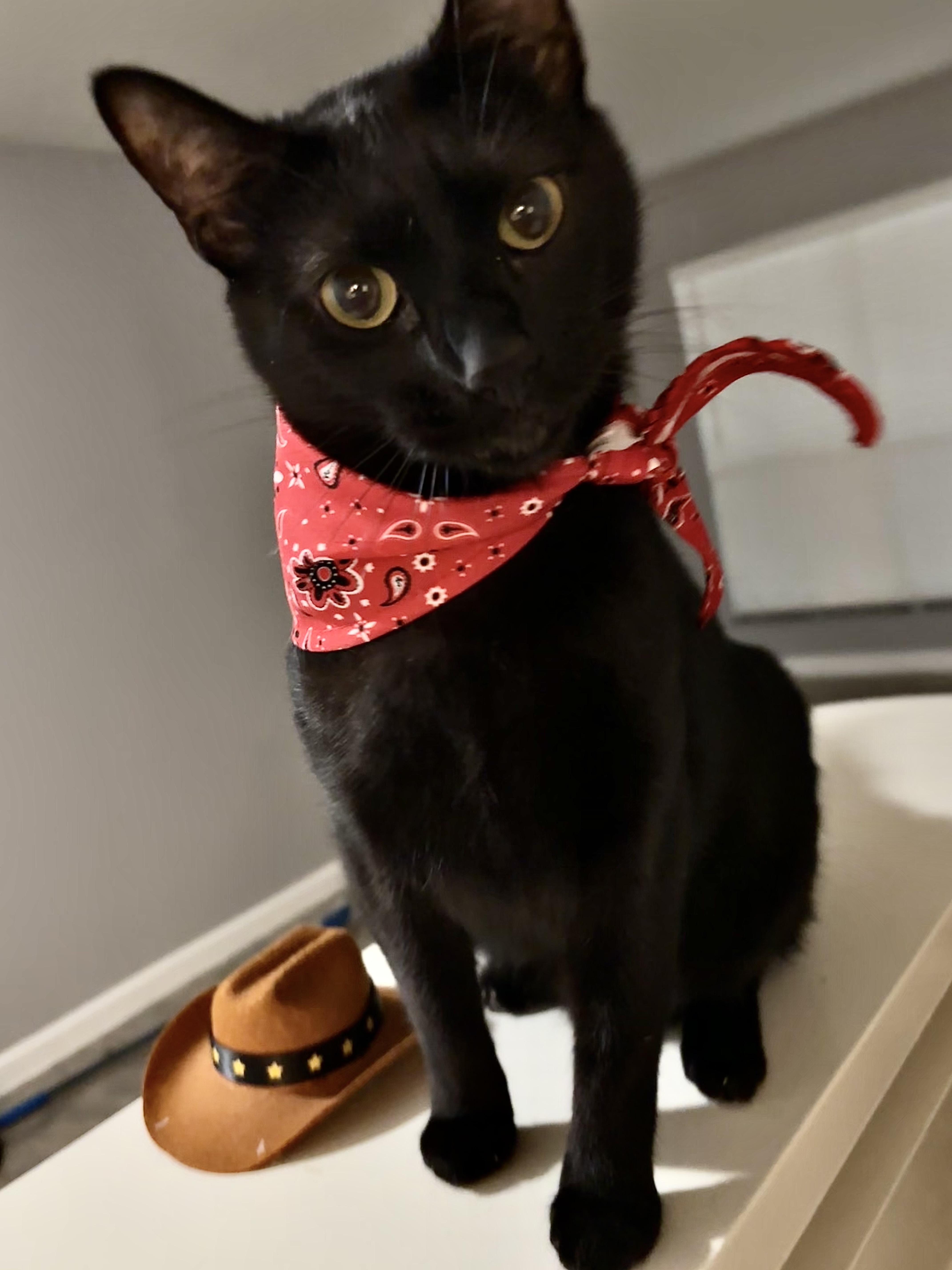 Blackjack thumbnail 3