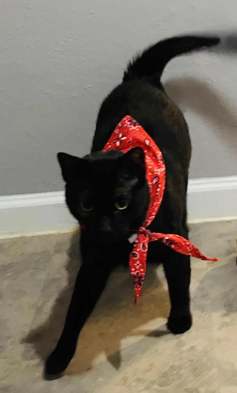 Blackjack thumbnail 4