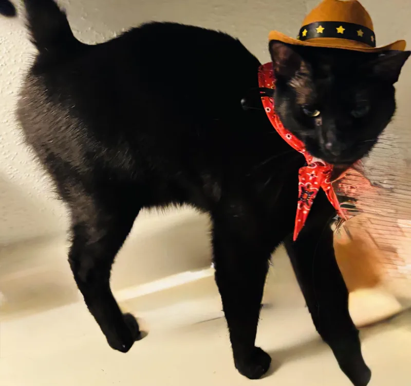 Blackjack thumbnail 5