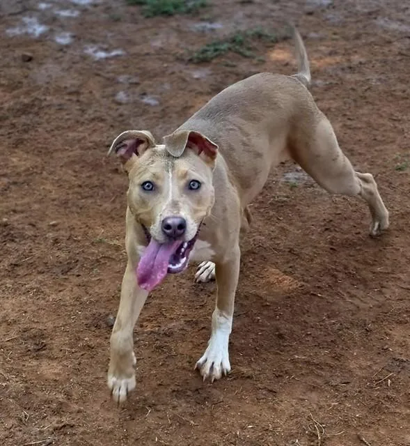 A young medium-sized female American Staffordshire Terrier dog named Mya for adoption in York, SC