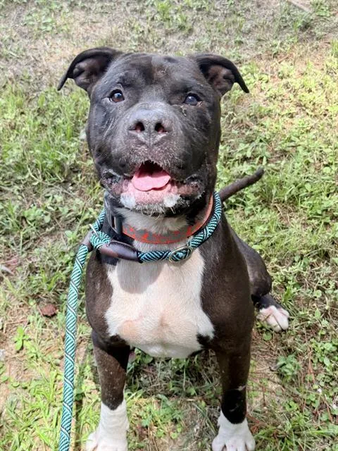 An adult large-sized male Mixed Breed dog named Old Squish for adoption in Fort Walton Beach, FL