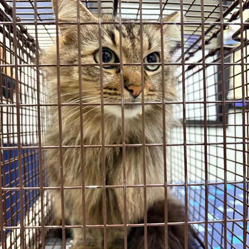 Fidget The Friendly thumbnail 2