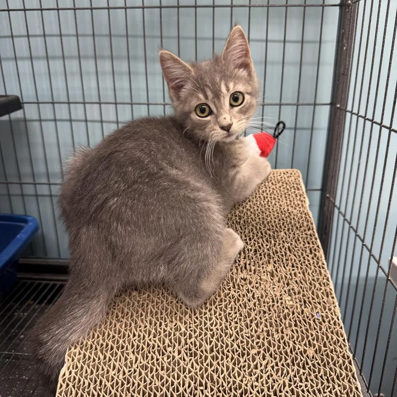 A baby medium-sized female Tabby (Gray / Blue / Silver) Domestic Short Hair cat named Maple for adoption in Morris, MN