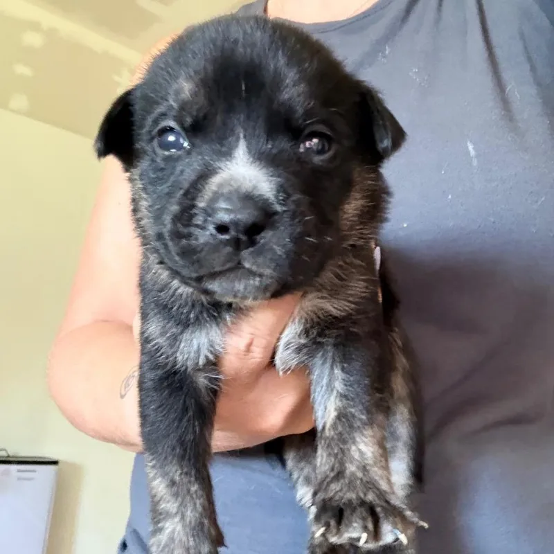 A baby medium-sized male English Bulldog dog named Nashville for adoption in Sacramento, CA