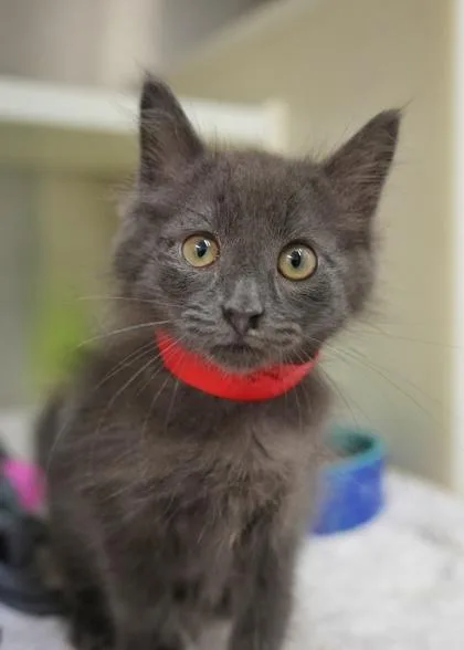 A young small-sized female Domestic Long Hair cat named Wibbles for adoption in Aiken, SC