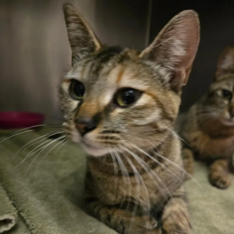 A young medium-sized female Brown / Chocolate Domestic Short Hair cat named Xena for adoption in Fort Bragg, CA