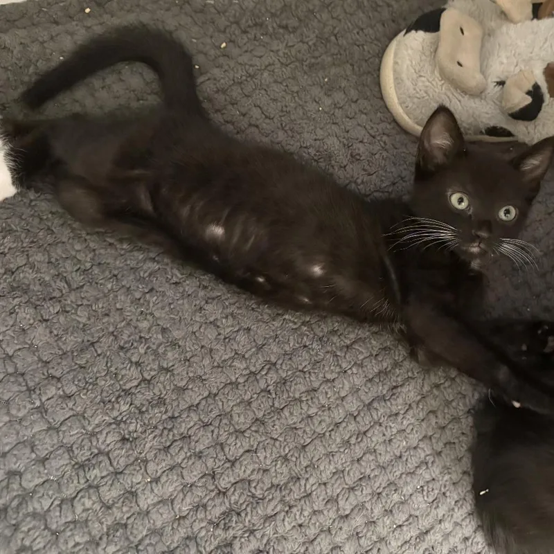 A baby small-sized male Black Domestic Short Hair cat named Bolillo for adoption in Los Angeles, CA