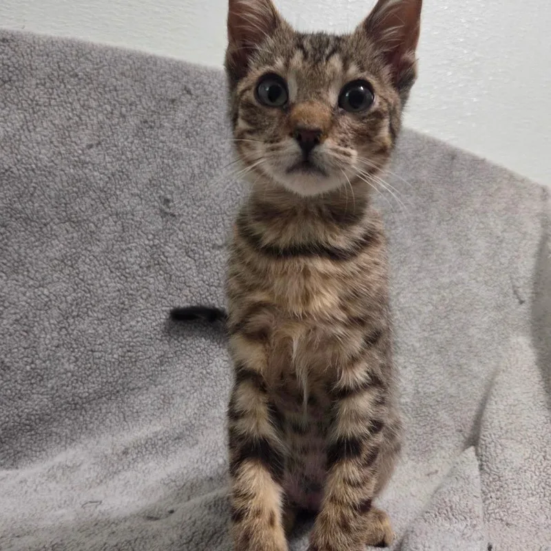 A baby small-sized male Brown / Chocolate Domestic Short Hair cat named Taxi for adoption in Brea, CA