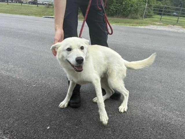 A young medium-sized male Mixed Breed dog named Ghost for adoption in Dallas, TX