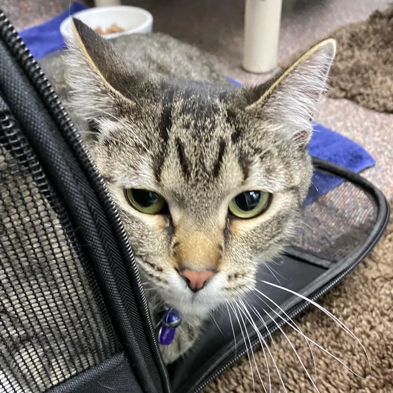 An adult large-sized female Gray / Blue / Silver Domestic Short Hair cat named Sapphire for adoption in Cheyenne, WY