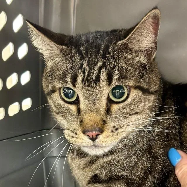 A young large-sized male Brown / Chocolate Domestic Short Hair cat named Rocky for adoption in Boston, MA
