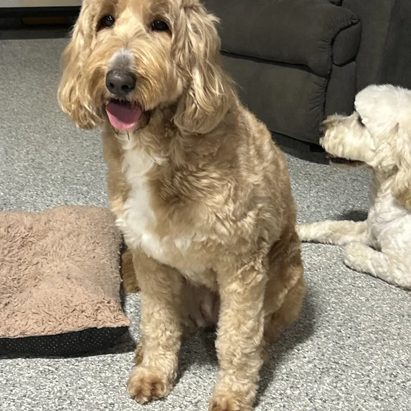 An adult medium-sized female Apricot / Beige Goldendoodle dog named Lilly Lbs for adoption in Antwerp, OH