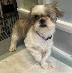 A young small-sized female White / Cream Shih Tzu dog named Molly for adoption in Sudbury, MA