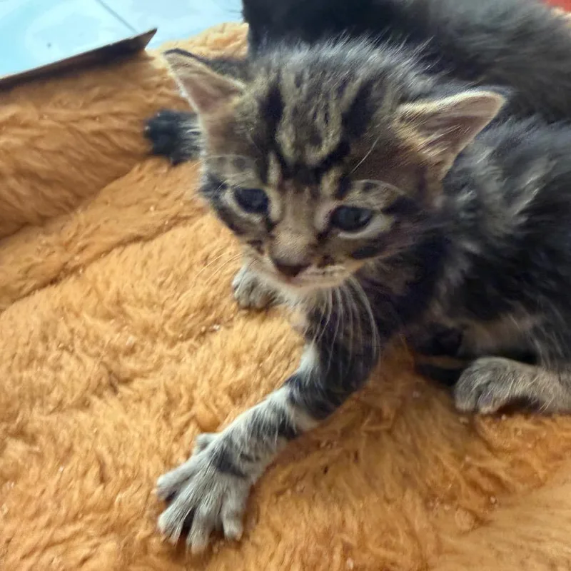 A baby small-sized female Brown / Chocolate Domestic Medium Hair cat named Oak for adoption in Missouri City, TX