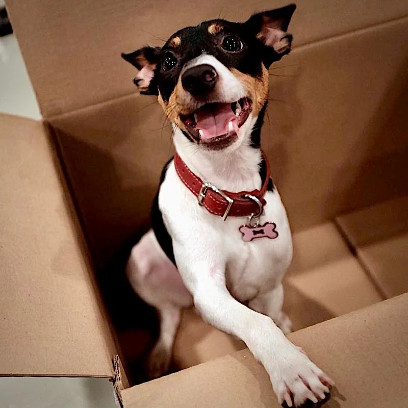 An adult small-sized male Rat Terrier dog named Bulba for adoption in Atlanta, GA