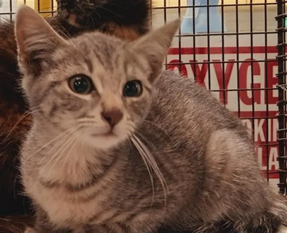 A baby medium-sized female Domestic Short Hair cat named Clam for adoption in Los Angeles, CA