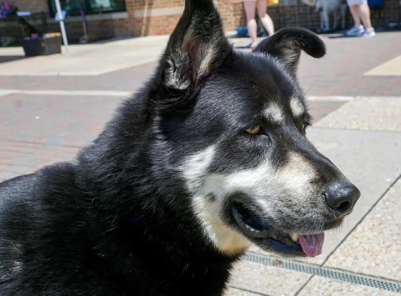 An adult large-sized male Tricolor (Brown, Black, & White) Shepherd dog named Nightwing for adoption in Dallas, TX