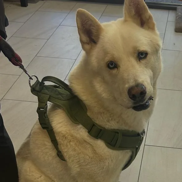 An adult large-sized male White / Cream Husky dog named Hunter for adoption in Lufkin, TX