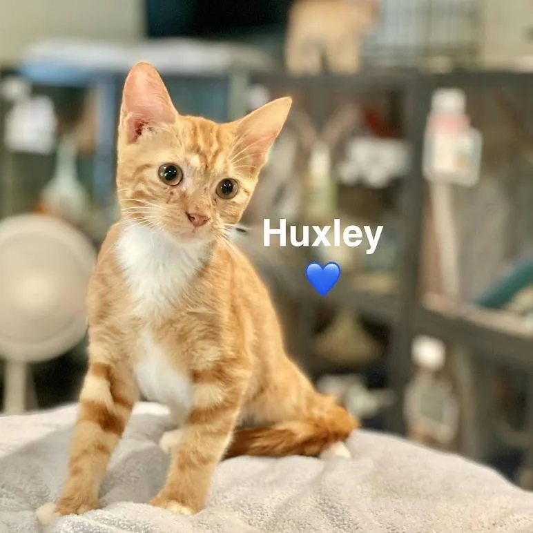 A baby small-sized male Orange / Red Domestic Short Hair cat named Huxley for adoption in Peachtree City, GA