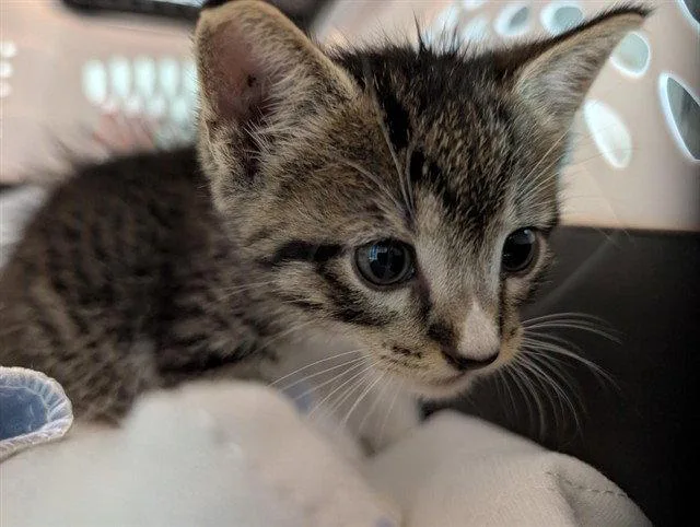 A baby small-sized male Brown / Chocolate Domestic Short Hair cat named Comet for adoption in Tavares, FL