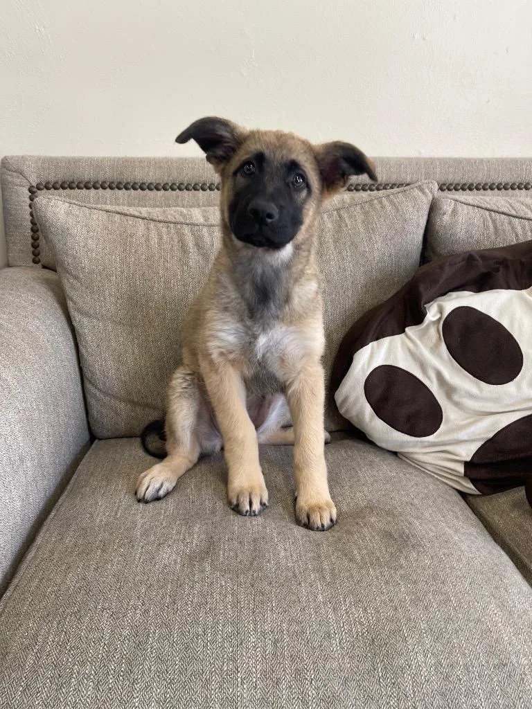 A baby large-sized female Mixed Breed dog named Bowen for adoption in Thousand Oaks, CA