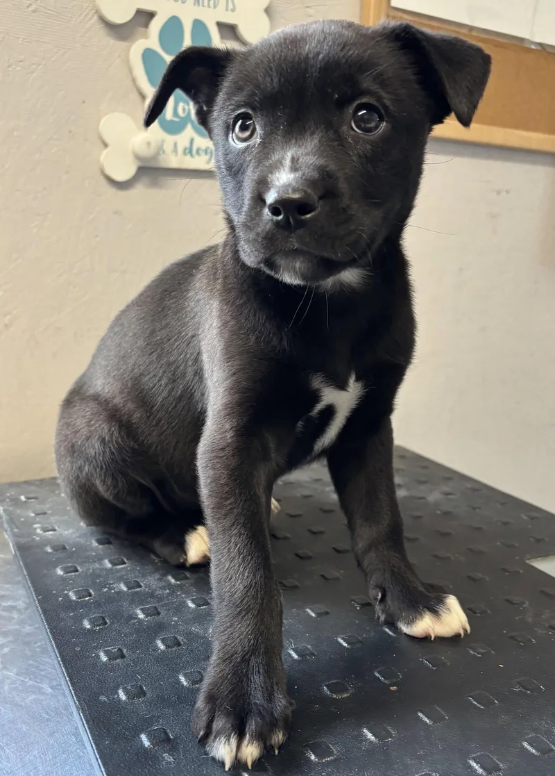 A young small-sized female Boxer dog named Betty for adoption in Sistersville, WV