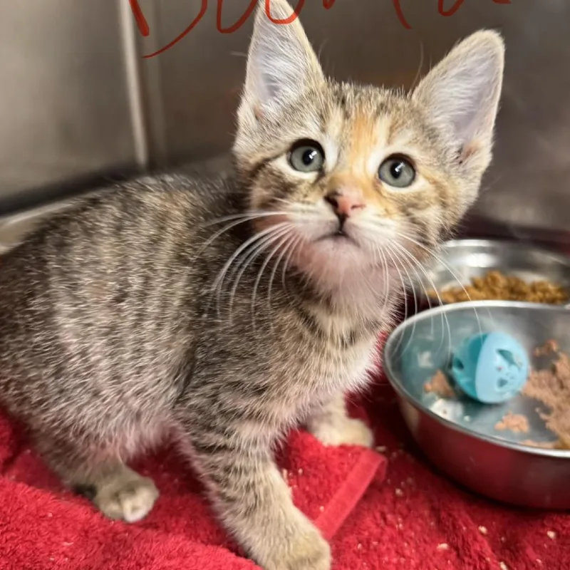 Darla