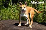 A young medium-sized female Yellow / Tan / Blond / Fawn Mixed Breed dog named Macawi for adoption in Clayton, GA