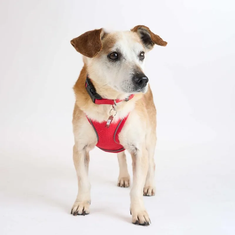 A senior small-sized male Yellow / Tan / Blond / Fawn Beagle dog named Butch for adoption in San Francisco, CA