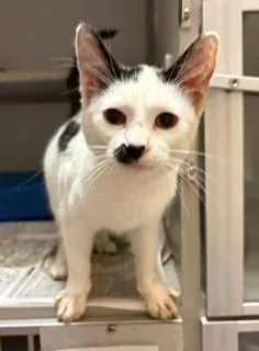A young medium-sized female White Domestic Short Hair cat named Talula for adoption in Mason City, IA