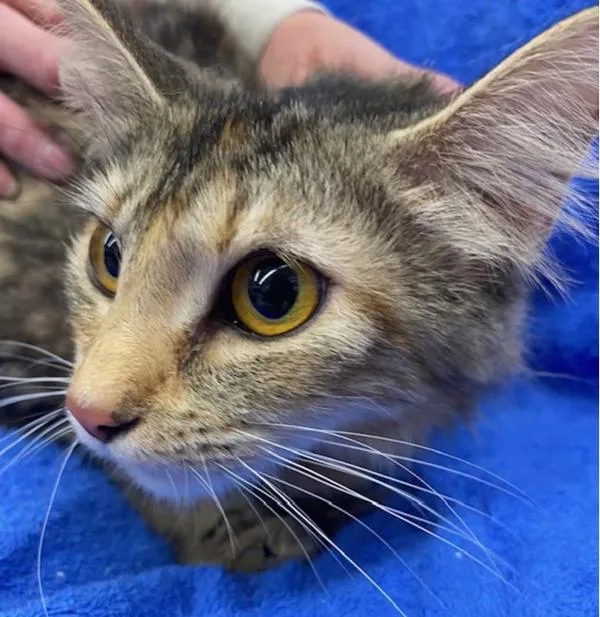 A young medium-sized female Domestic Long Hair cat named Cinnamon for adoption in Stratham, NH