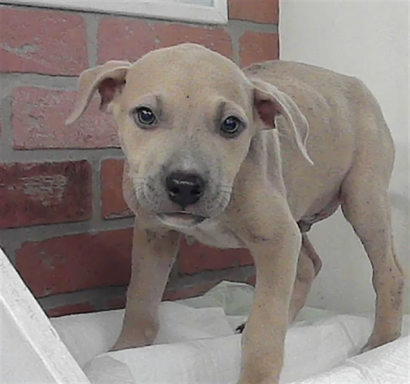 A baby small-sized male Staffordshire Bull Terrier dog named Leon for adoption in Houston, TX