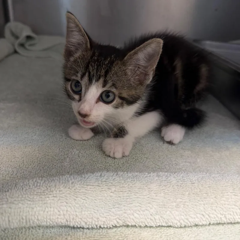 Peanut