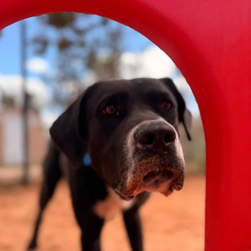 An adult extra large-sized female Black Great Dane dog named Jubilee for adoption in Kanab, UT