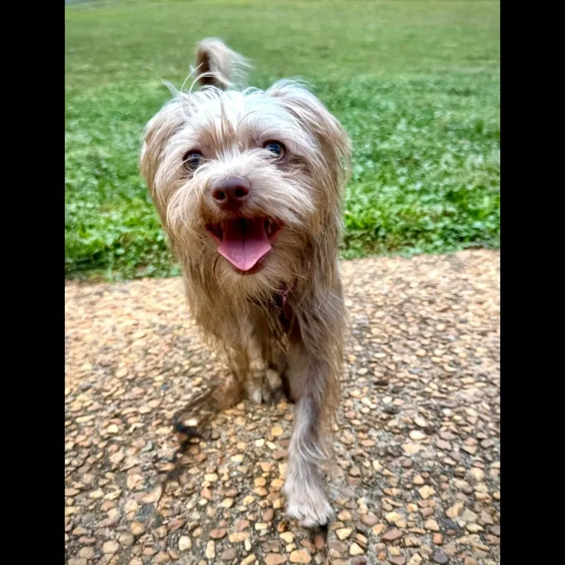 An adult small-sized female White / Cream Yorkshire Terrier dog named Fried Chicken for adoption in Midlothian, VA