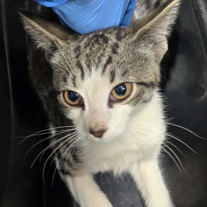 A baby small-sized male Gray / Blue / Silver Domestic Short Hair cat named Periwinkle for adoption in Newark, NJ