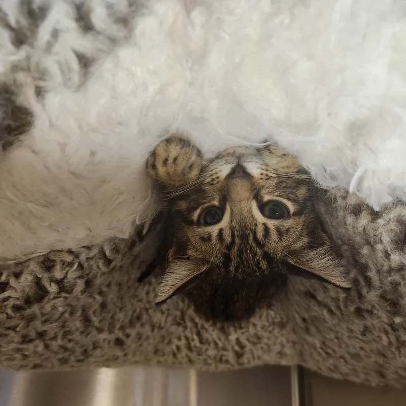 A baby small-sized male Tabby (Gray / Blue / Silver) Domestic Short Hair cat named Ezra for adoption in Charleston, SC
