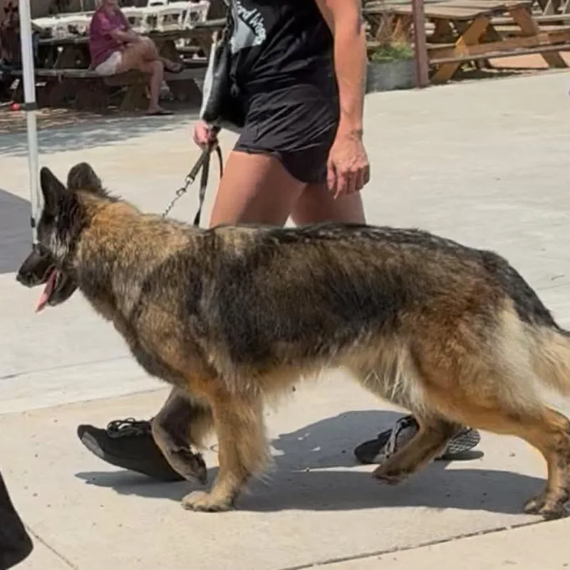 A senior large-sized female German Shepherd Dog dog named Rose for adoption in Weatherford, TX