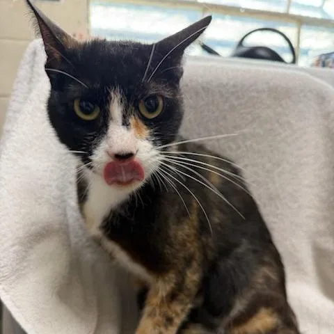 An adult medium-sized female Torbie Domestic Short Hair cat named Feeney for adoption in Long Beach, CA