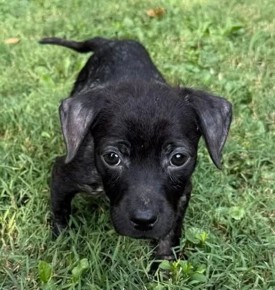 Baby Mowgli