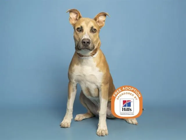 An adult medium-sized male Pit Bull Terrier dog named Otter for adoption in Phoenix, AZ