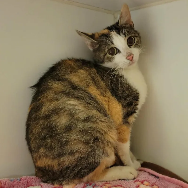 Tessie thumbnail 4